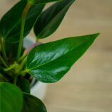 anthurium-zizou