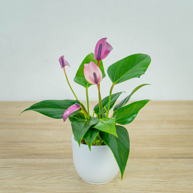anthurium-zizou anthurium-zizou