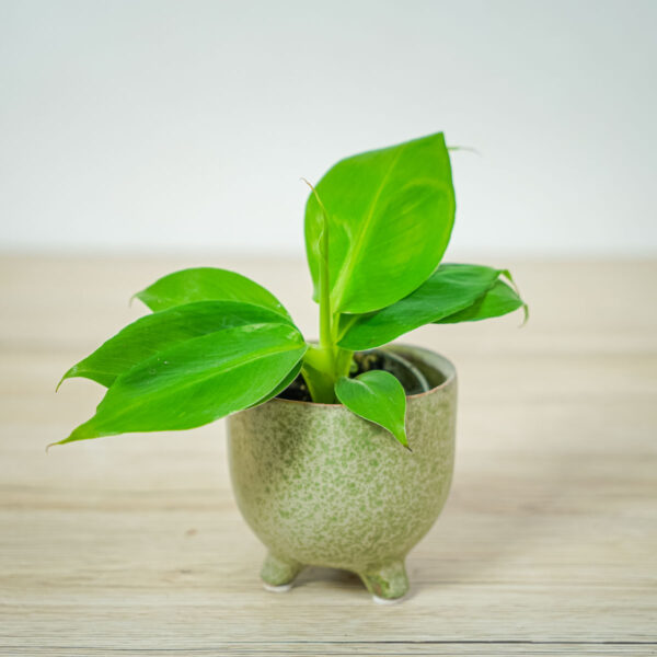 bananowiec-musa-baby bananowiec-musa-baby