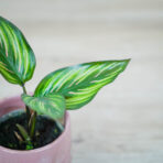 calathea-beauty-star-baby