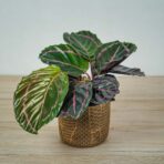 calathea-roseopicta-dottie