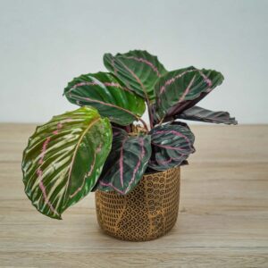 calathea-roseopicta-dottie