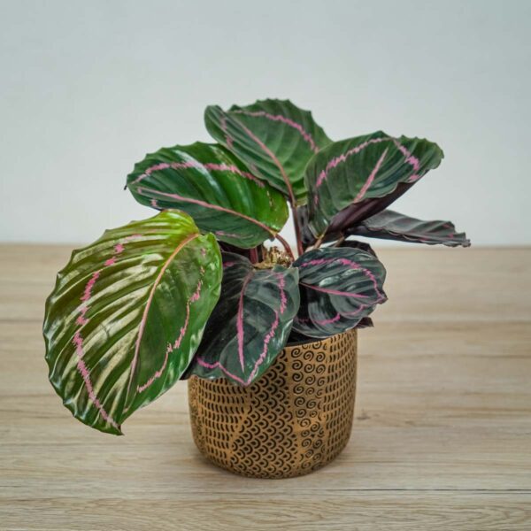 calathea-roseopicta-dottie calathea-roseopicta-dottie
