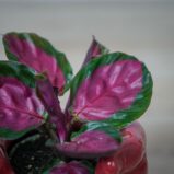 calathea-roseopicta-rosy-baby