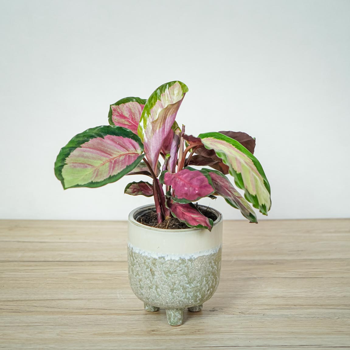 Różowe rośliny doniczkowe Calathea roseopicta rosy