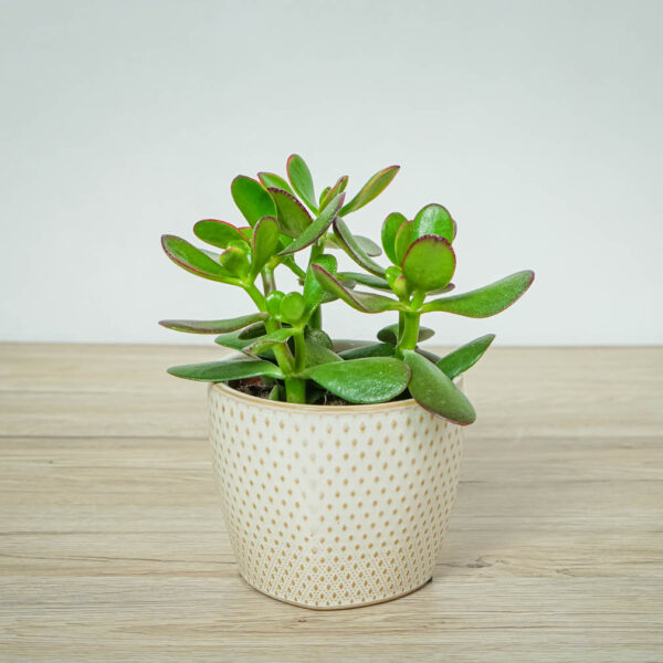 crassula-ovata-sunset-grubosz crassula-ovata-sunset-grubosz