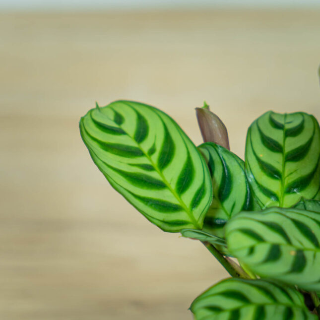 ctenanthe-fishbone-baby (2) ctenanthe-fishbone-baby