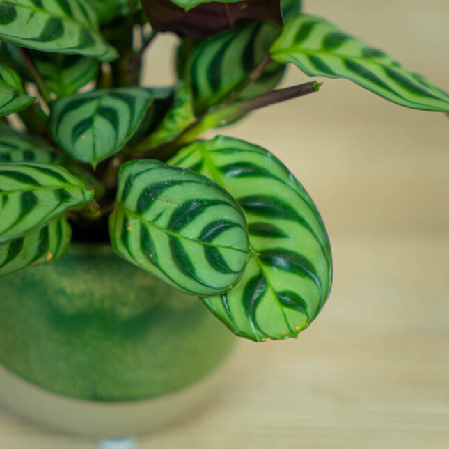 ctenanthe-fishbone-baby (3) ctenanthe-fishbone-baby