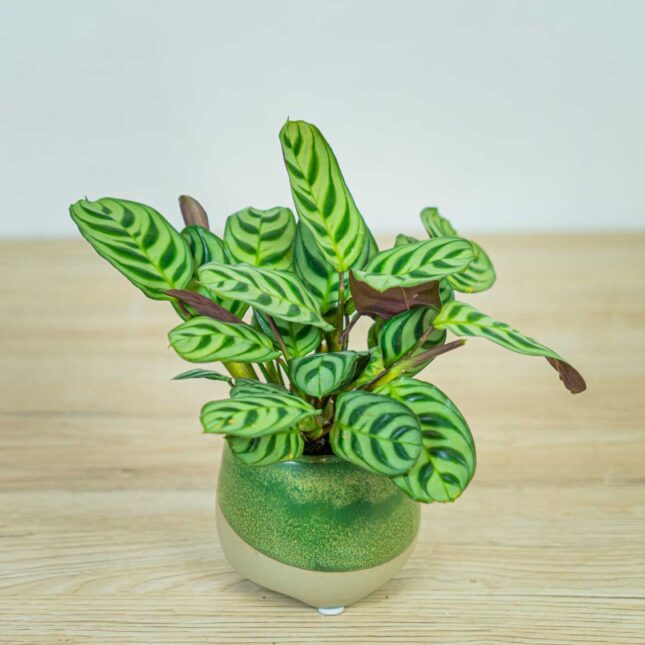 ctenanthe-fishbone-baby ctenanthe-fishbone-baby