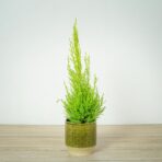 cyprysik-goldcrest-wilma-cupressus-macrocarpa