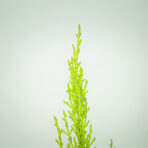 cyprysik-goldcrest-wilma-cupressus-macrocarpa