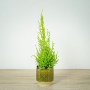 cyprysik-goldcrest-wilma-cupressus-macrocarpa