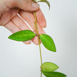 hoya-burtoniae