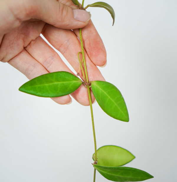 hoya-burtoniae-sadzonka hoya-burtoniae