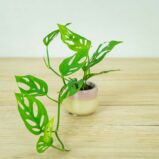 monstera-adansonii-laniata-baby