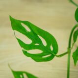 monstera-adansonii-laniata-baby