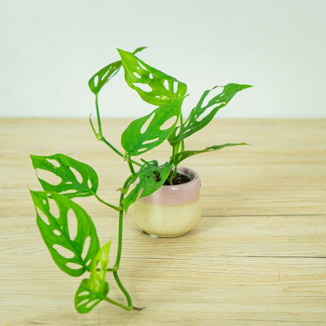 monstera-adansonii-laniata-baby monstera-adansonii-laniata-baby