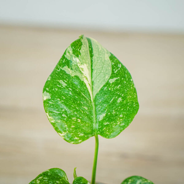 monstera-deliciosa-thai-constellation (2) monstera-deliciosa-thai-constellation