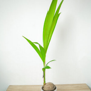 palma-kokosowa-cocos-nucifera