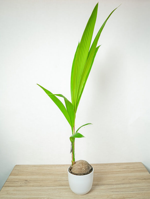 palma-kokosowa-cocos-nucifera palma-kokosowa-cocos-nucifera