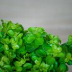 peperomia-rotundifolia