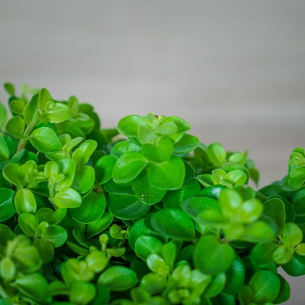 peperomia-rotundifolia (2) peperomia-rotundifolia