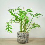 philodendron-cinderella-distantilobum