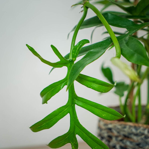 philodendron-cinderella-distantilobum (2) philodendron-cinderella-distantilobum