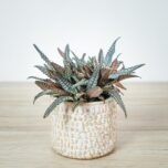pilea-involucrata-dark-mystery