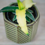 sansevieria-star-canary