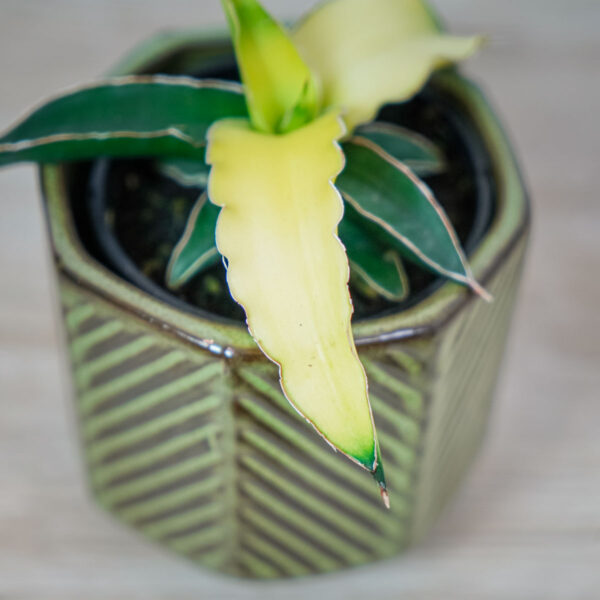 sansevieria-star-canary (2) sansevieria-star-canary