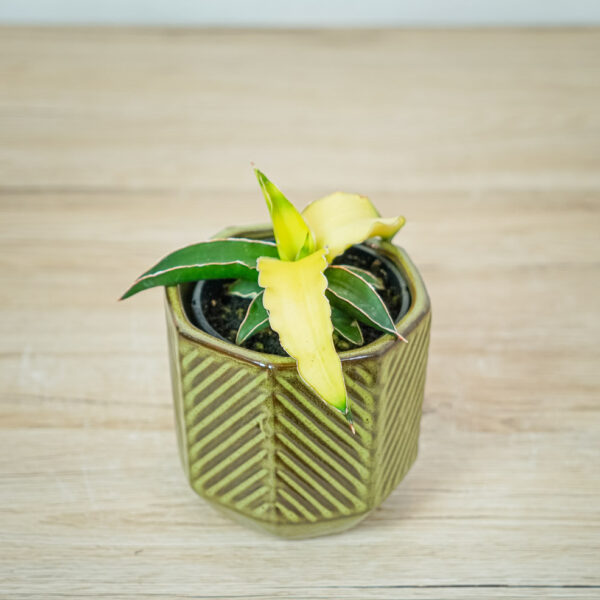sansevieria-star-canary