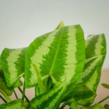 schismatoglottis-wallichi