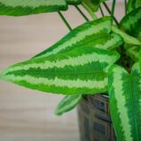 schismatoglottis-wallichi