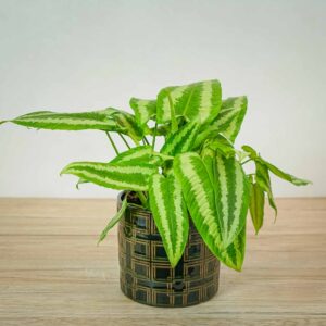 schismatoglottis-wallichi