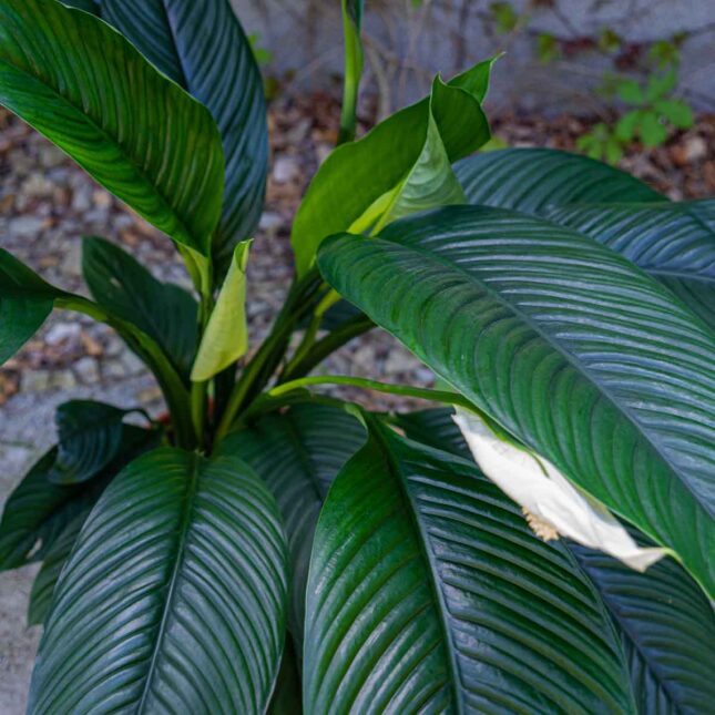 skrzydlokwiat-sensation-spathiphyllum skrzydlokwiat-sensation-spathiphyllum