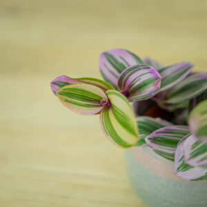 trzykrotka-nanouk-baby-tradescantia-albiflora