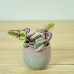 trzykrotka-nanouk-baby-tradescantia-albiflora