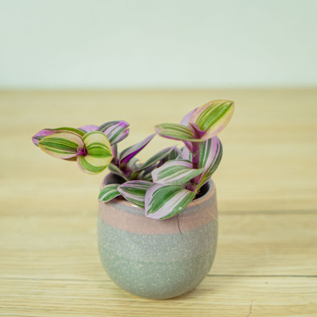trzykrotka-nanouk-baby-tradescantia-albiflora trzykrotka-nanouk-baby-tradescantia-albiflora
