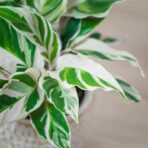 calathea-white-fusion