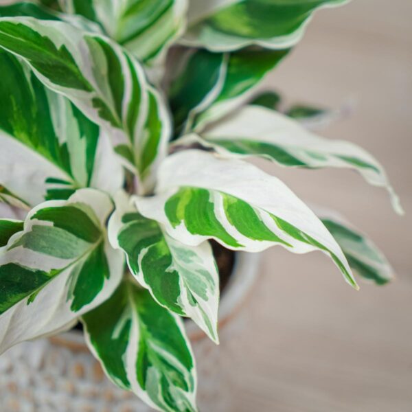 calathea-white-fusion calathea-white-fusion