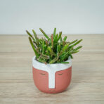Rhipsalis burchellii