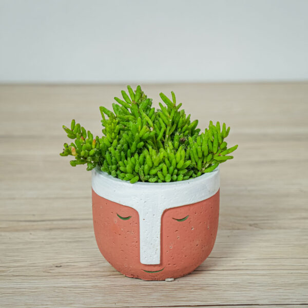 Rhipsalis mesembryanthemoides Rhipsalis mesembryanthemoides