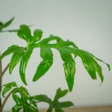 alokazja-brancifolia-pink-passion-alocasia