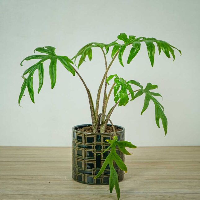 alokazja-brancifolia-pink-passion-alocasia alokazja-brancifolia-pink-passion-alocasia