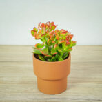 crassula-ovata-sunset-grubosz