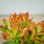 crassula-ovata-sunset-grubosz