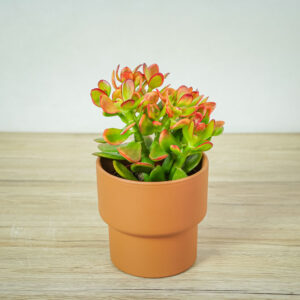 crassula-ovata-sunset-grubosz