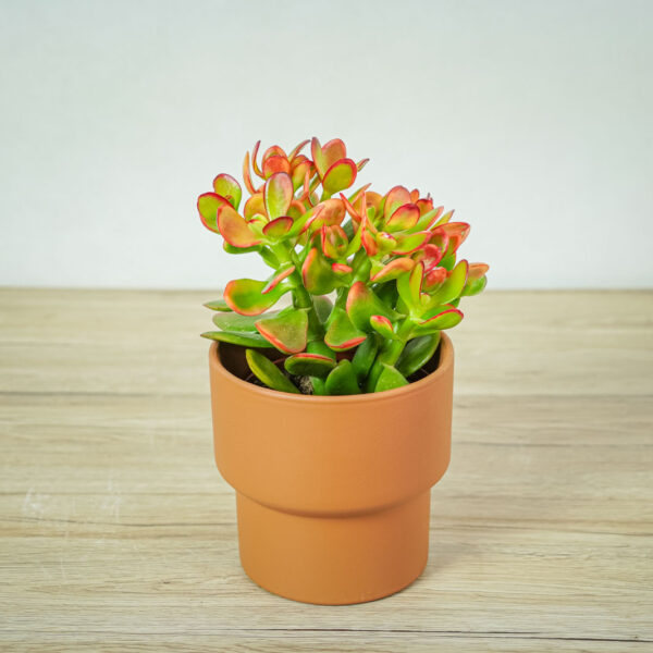 crassula-ovata-sunset-grubosz crassula-ovata-sunset-grubosz