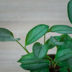 ctenanthe-setosa-grey-star-baby